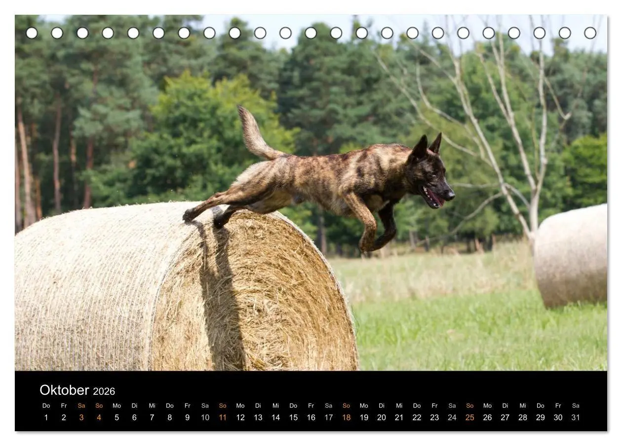 Bild: 9783516124767 | Holländischer Schäferhund (Tischkalender 2026 DIN A5 quer),...