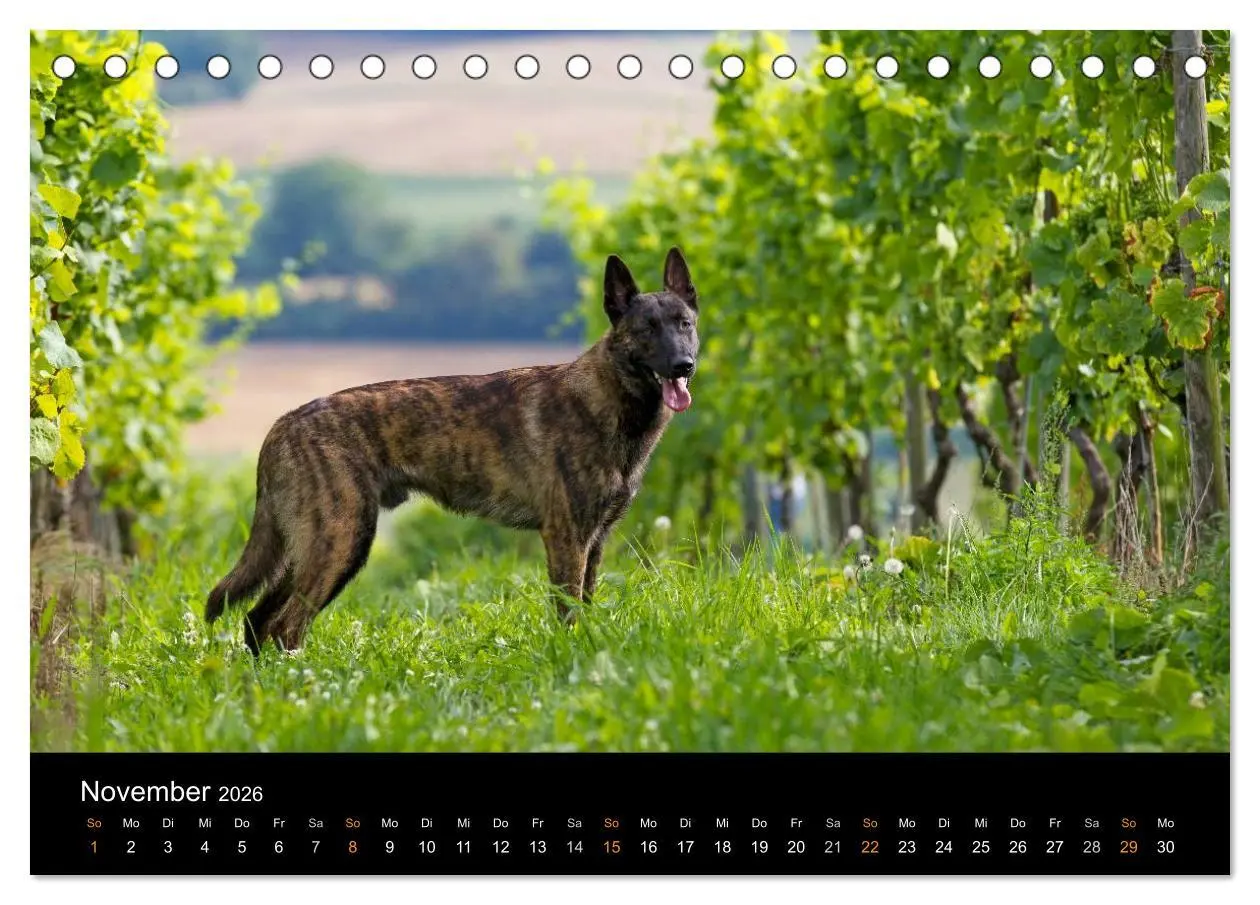 Bild: 9783516124767 | Holländischer Schäferhund (Tischkalender 2026 DIN A5 quer),...