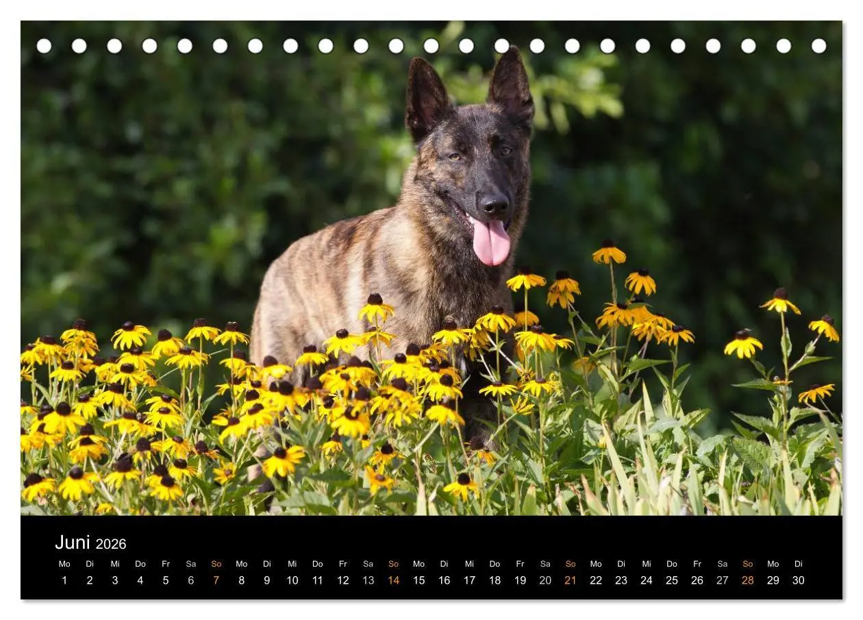 Bild: 9783516124767 | Holländischer Schäferhund (Tischkalender 2026 DIN A5 quer),...