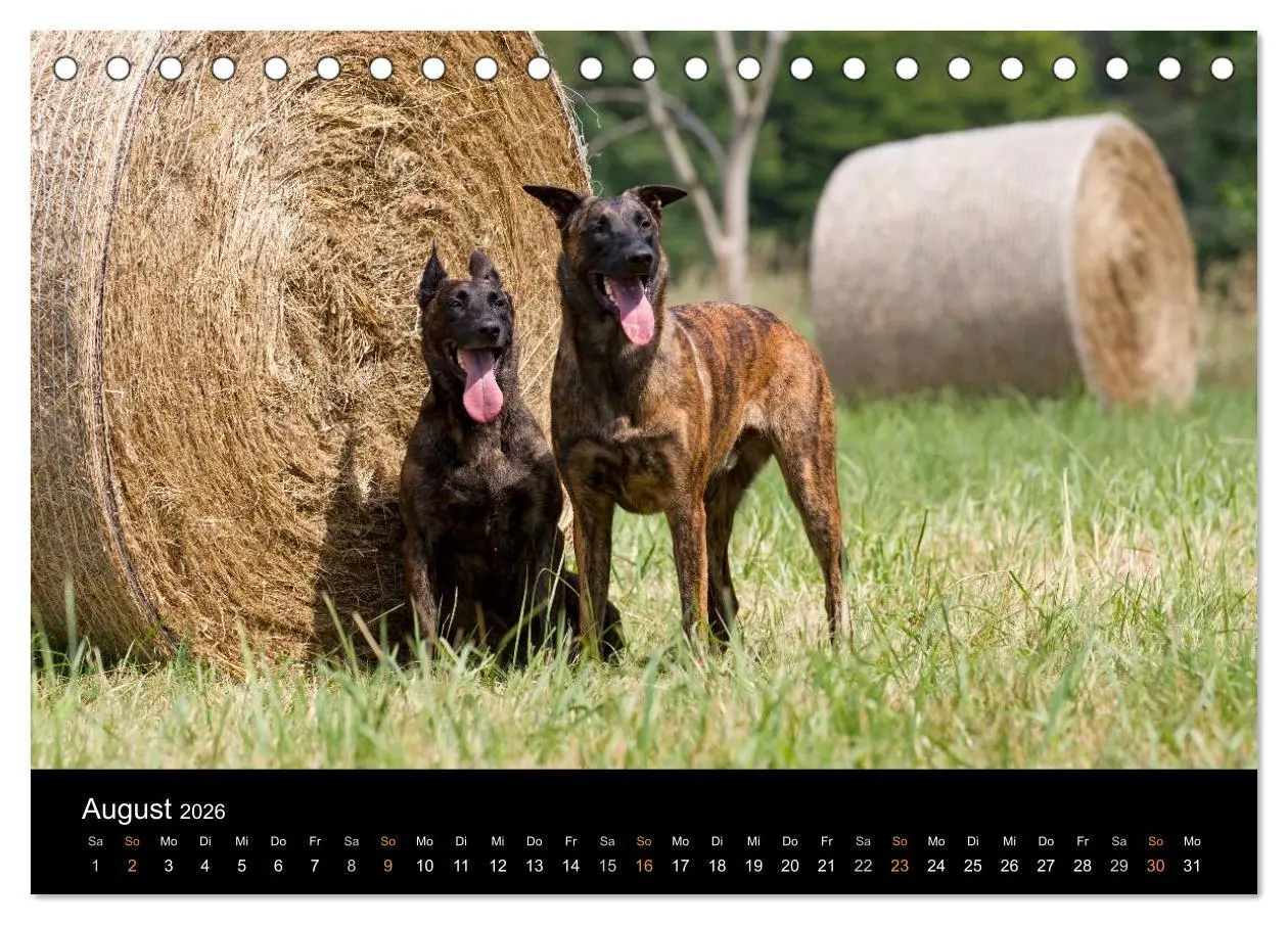 Bild: 9783516124767 | Holländischer Schäferhund (Tischkalender 2026 DIN A5 quer),...
