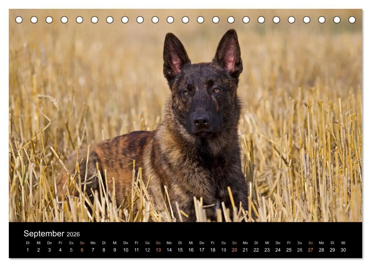 Bild: 9783516124767 | Holländischer Schäferhund (Tischkalender 2026 DIN A5 quer),...