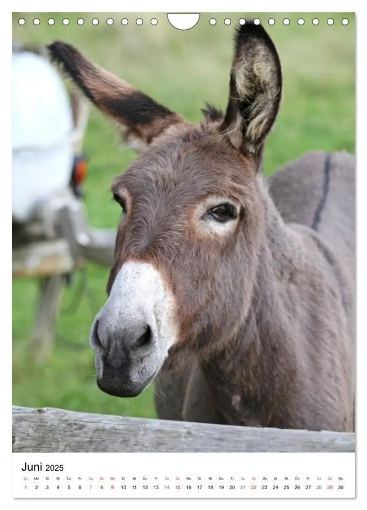 Bild: 9783435985067 | Die Esel sind los (Wandkalender 2025 DIN A4 hoch), CALVENDO...