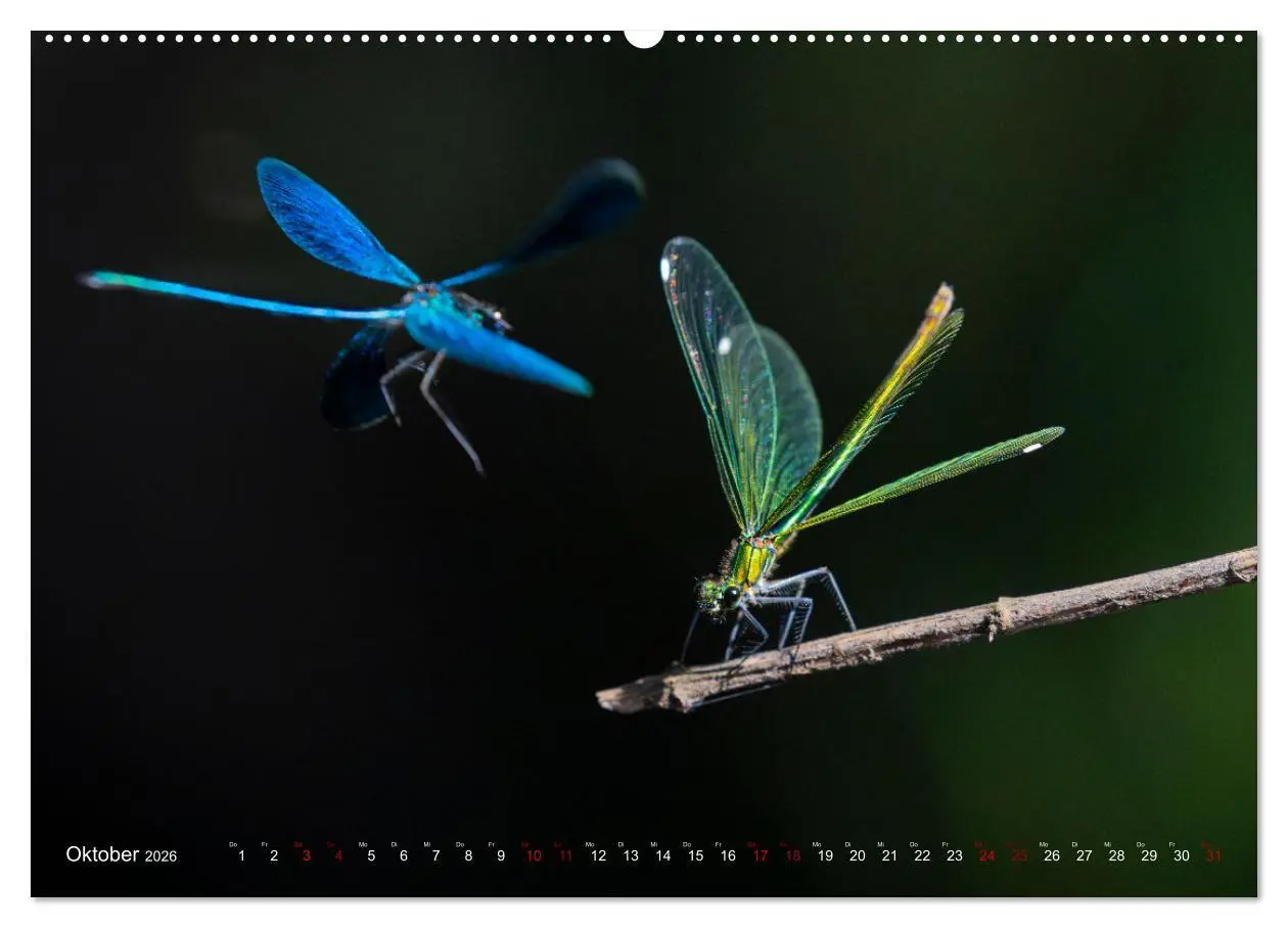 Bild: 9783516235067 | Naturwunder Libellen (hochwertiger Premium Wandkalender 2026 DIN A2...