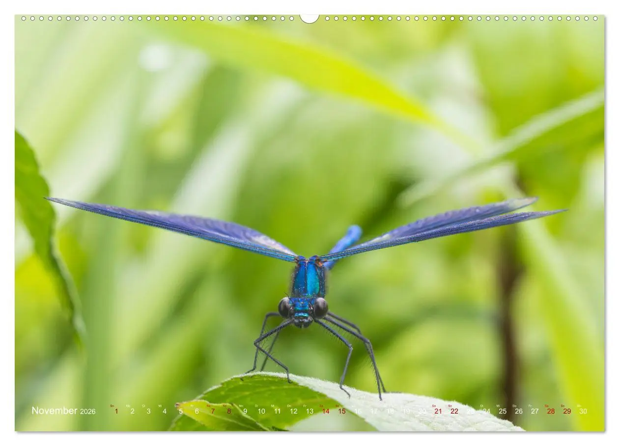 Bild: 9783516235067 | Naturwunder Libellen (hochwertiger Premium Wandkalender 2026 DIN A2...