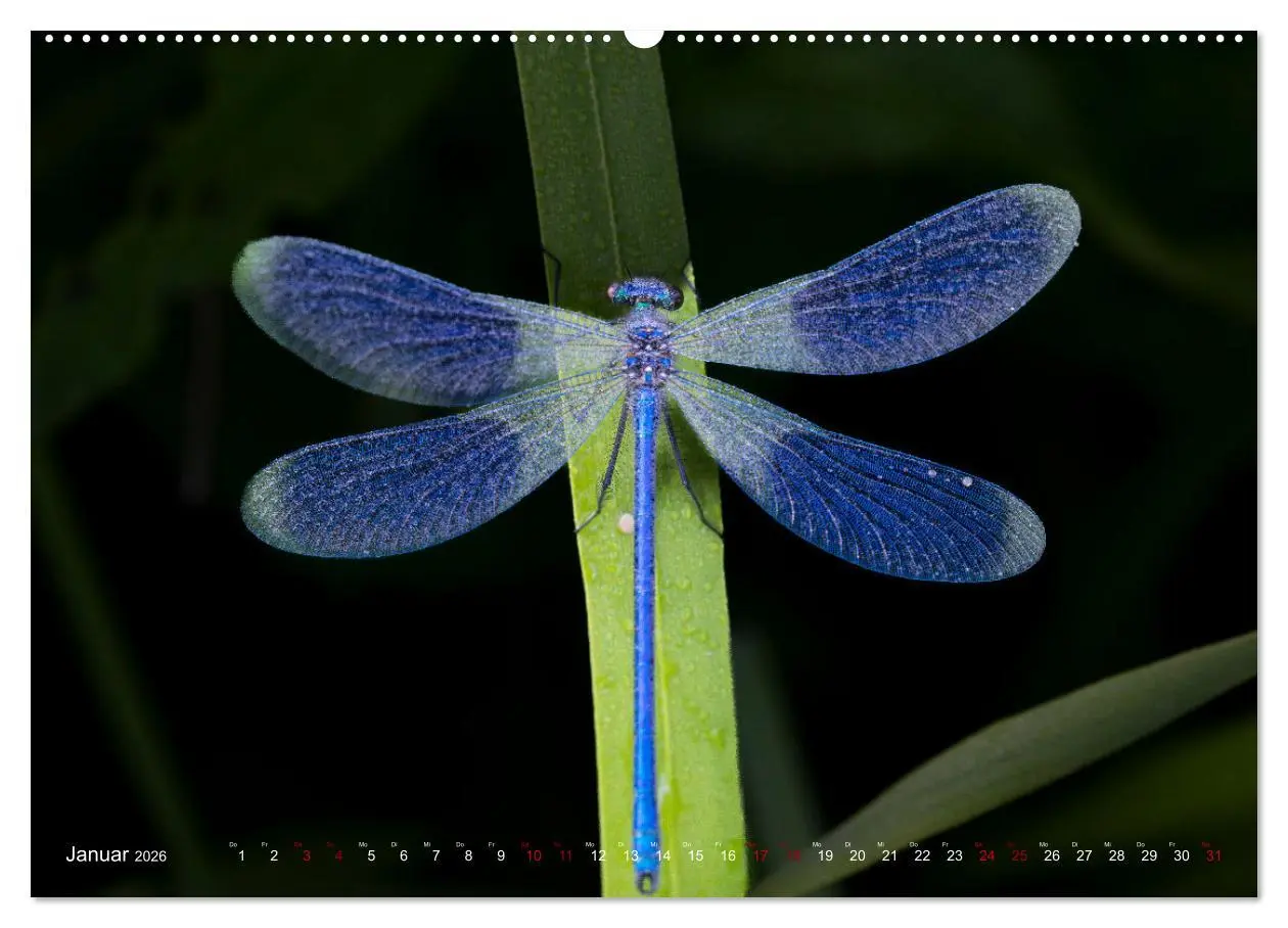 Bild: 9783516235067 | Naturwunder Libellen (hochwertiger Premium Wandkalender 2026 DIN A2...