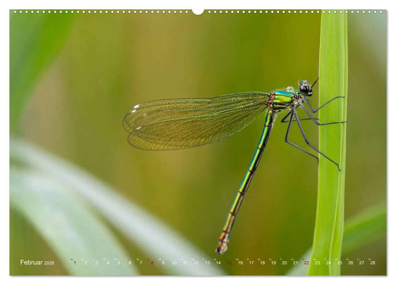 Bild: 9783516235067 | Naturwunder Libellen (hochwertiger Premium Wandkalender 2026 DIN A2...