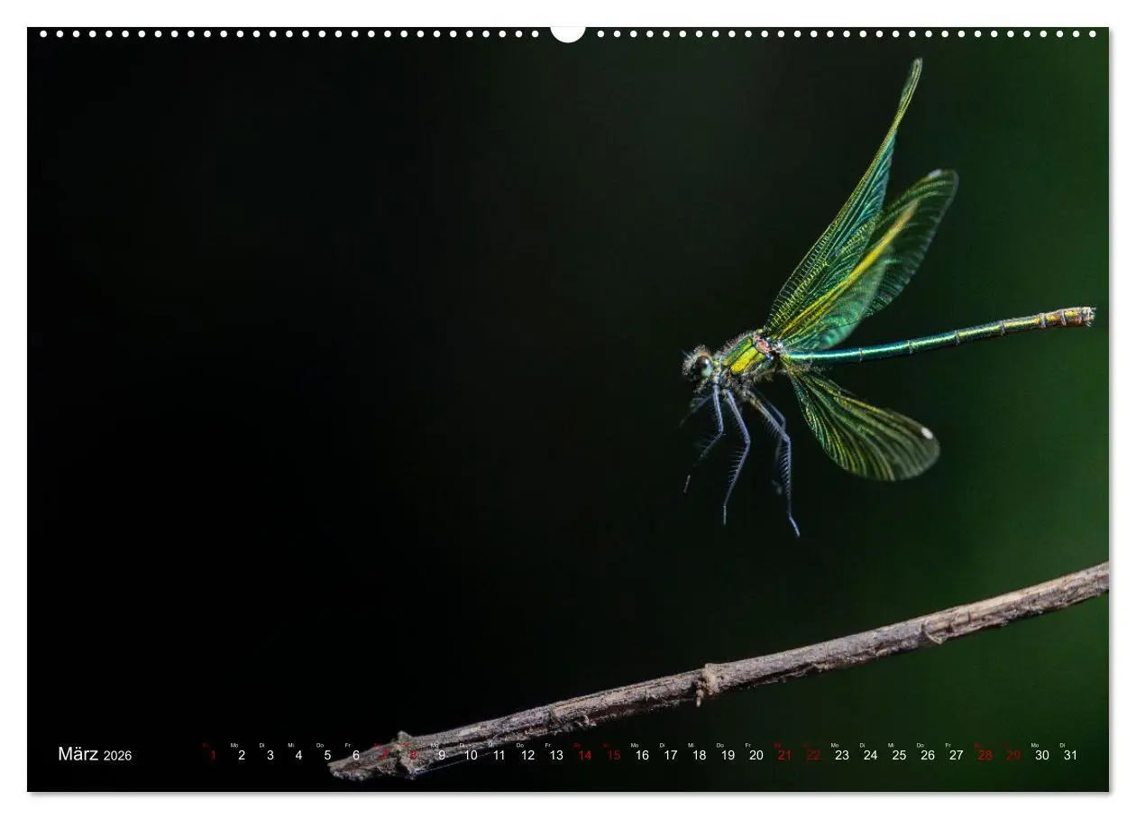 Bild: 9783516235067 | Naturwunder Libellen (hochwertiger Premium Wandkalender 2026 DIN A2...