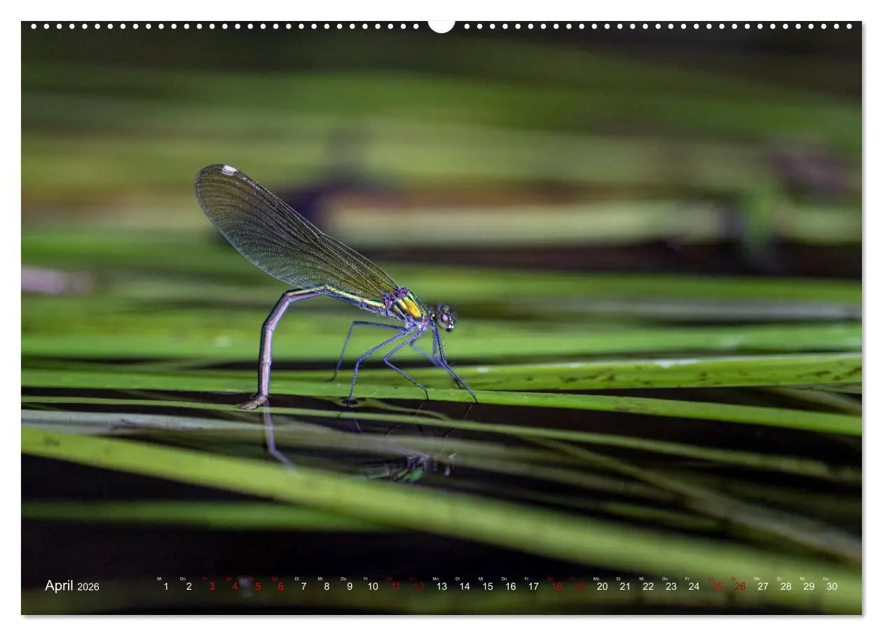 Bild: 9783516235067 | Naturwunder Libellen (hochwertiger Premium Wandkalender 2026 DIN A2...