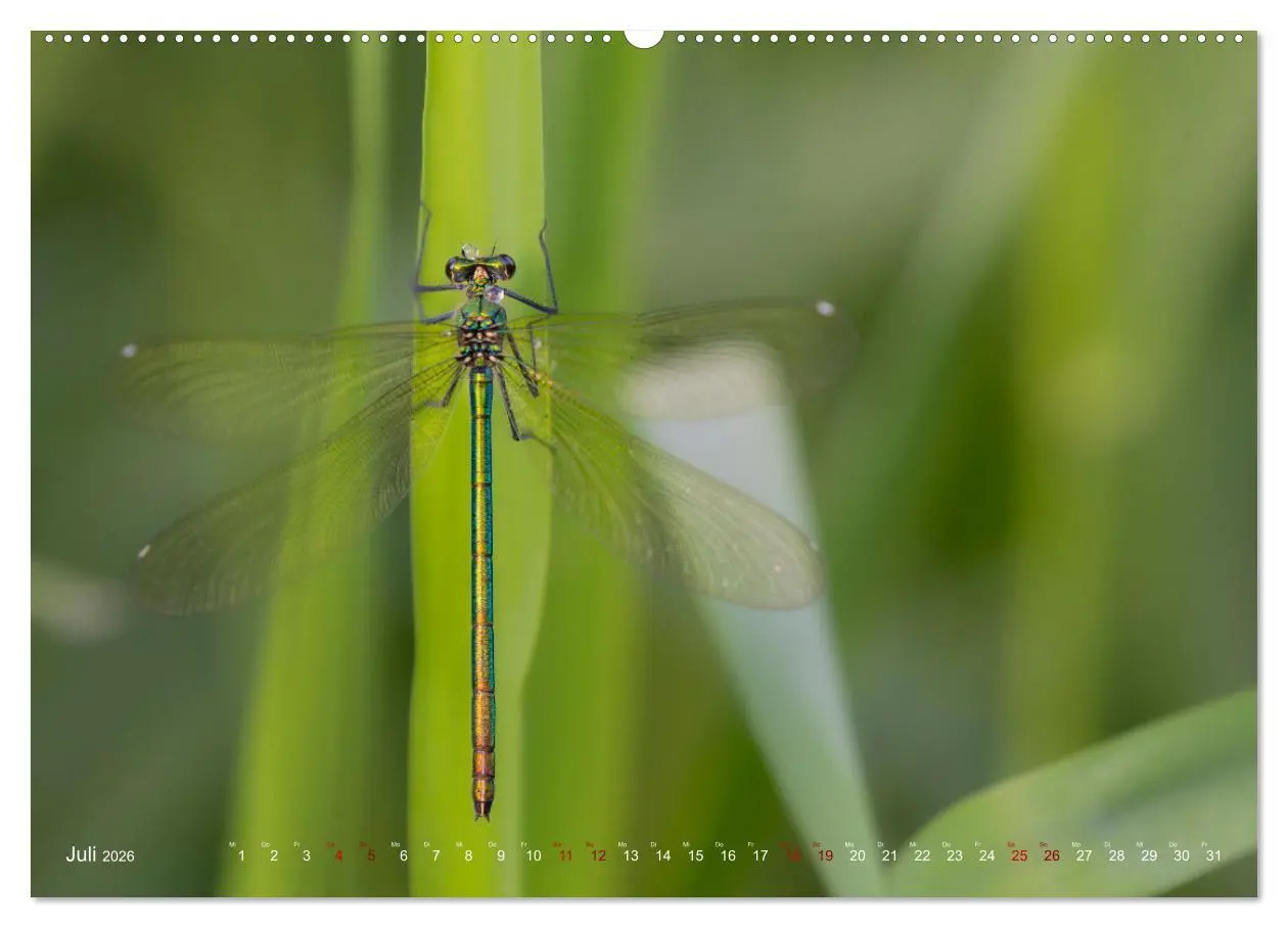 Bild: 9783516235067 | Naturwunder Libellen (hochwertiger Premium Wandkalender 2026 DIN A2...