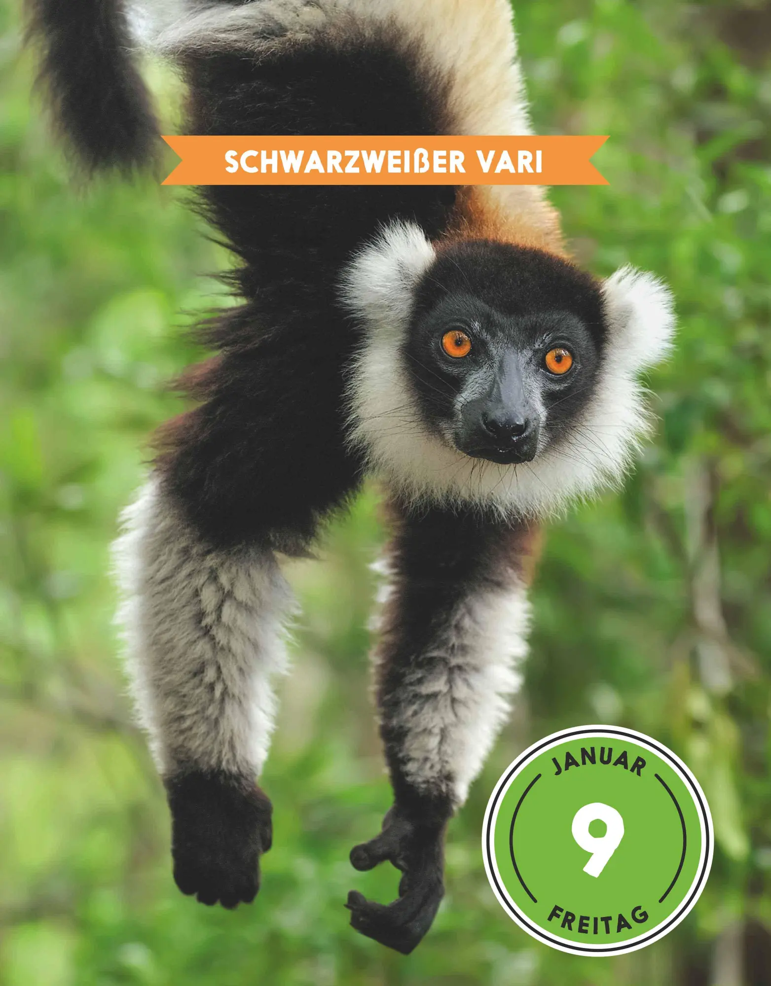 Bild: 4069095005167 | Der GEOlino-Kalender Der große Tageskalender der Tiere für...