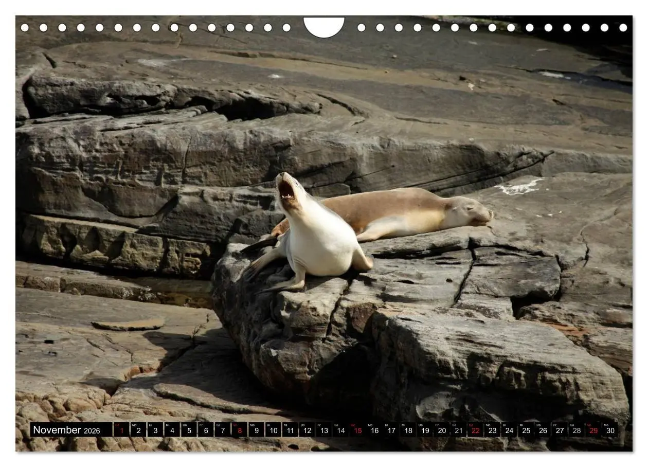 Bild: 9783516225167 | Kangaroo Island (Wandkalender 2026 DIN A4 quer), CALVENDO...