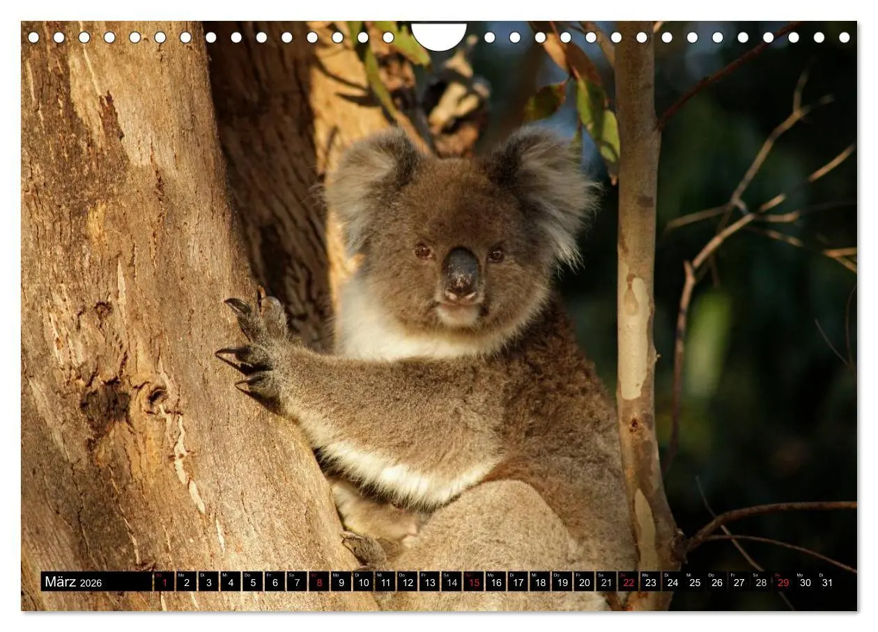 Bild: 9783516225167 | Kangaroo Island (Wandkalender 2026 DIN A4 quer), CALVENDO...