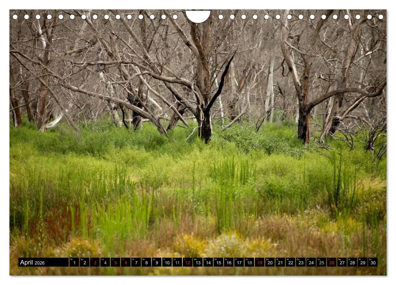 Bild: 9783516225167 | Kangaroo Island (Wandkalender 2026 DIN A4 quer), CALVENDO...