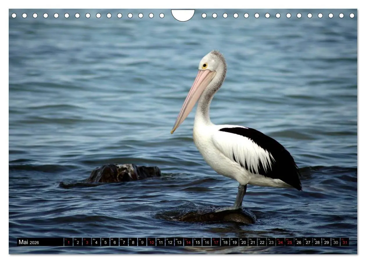 Bild: 9783516225167 | Kangaroo Island (Wandkalender 2026 DIN A4 quer), CALVENDO...
