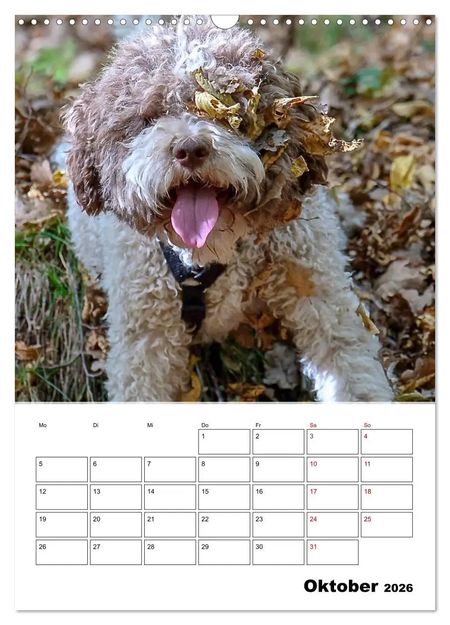 Bild: 9783516395167 | Lagotto Romagnolo - Lustige Zwerge (Wandkalender 2026 DIN A3 hoch),...