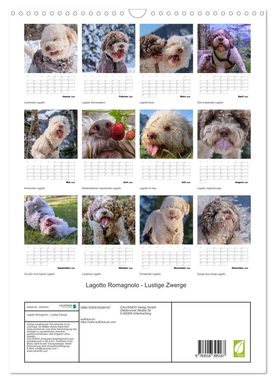 Bild: 9783516395167 | Lagotto Romagnolo - Lustige Zwerge (Wandkalender 2026 DIN A3 hoch),...