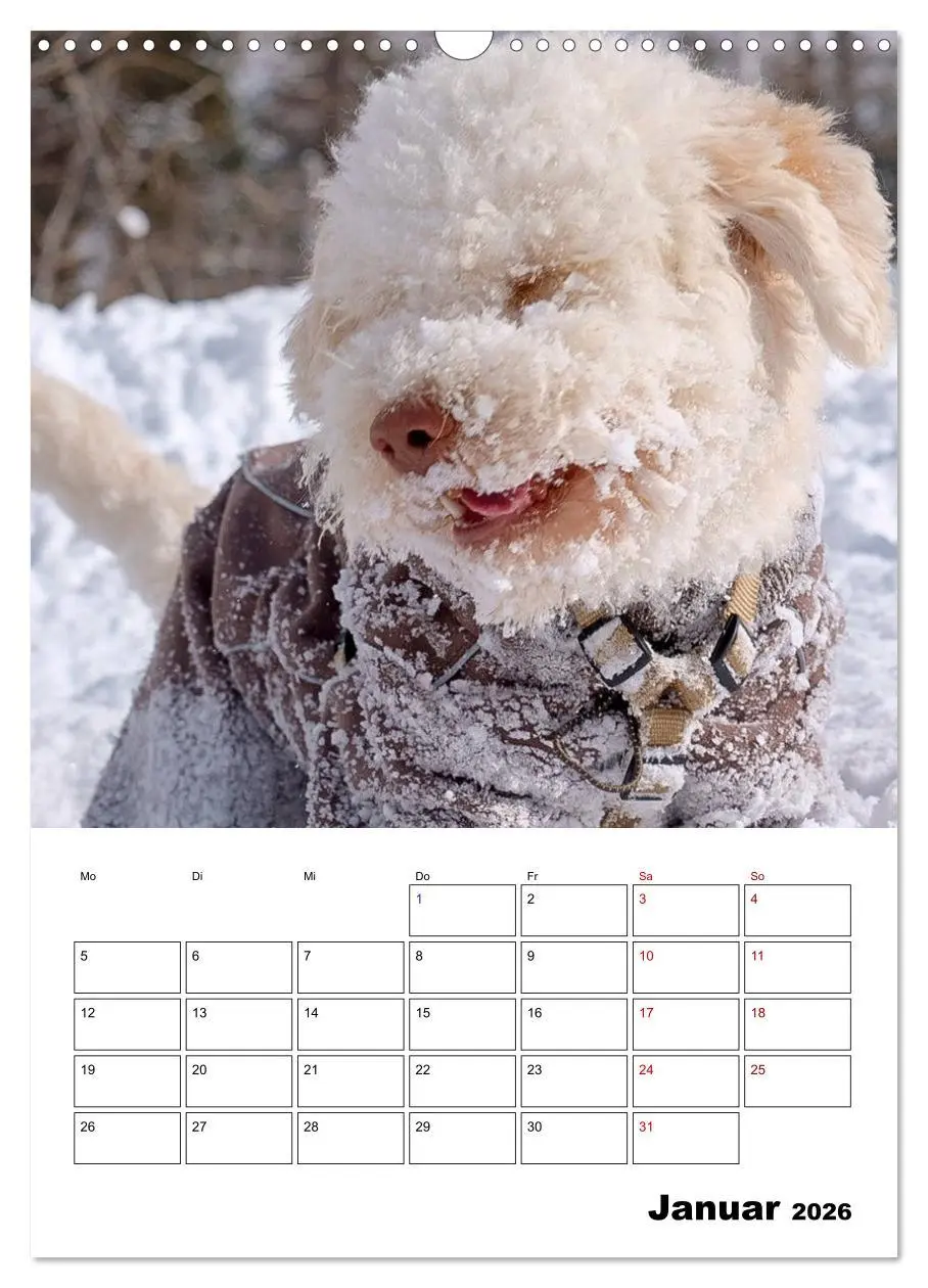 Bild: 9783516395167 | Lagotto Romagnolo - Lustige Zwerge (Wandkalender 2026 DIN A3 hoch),...