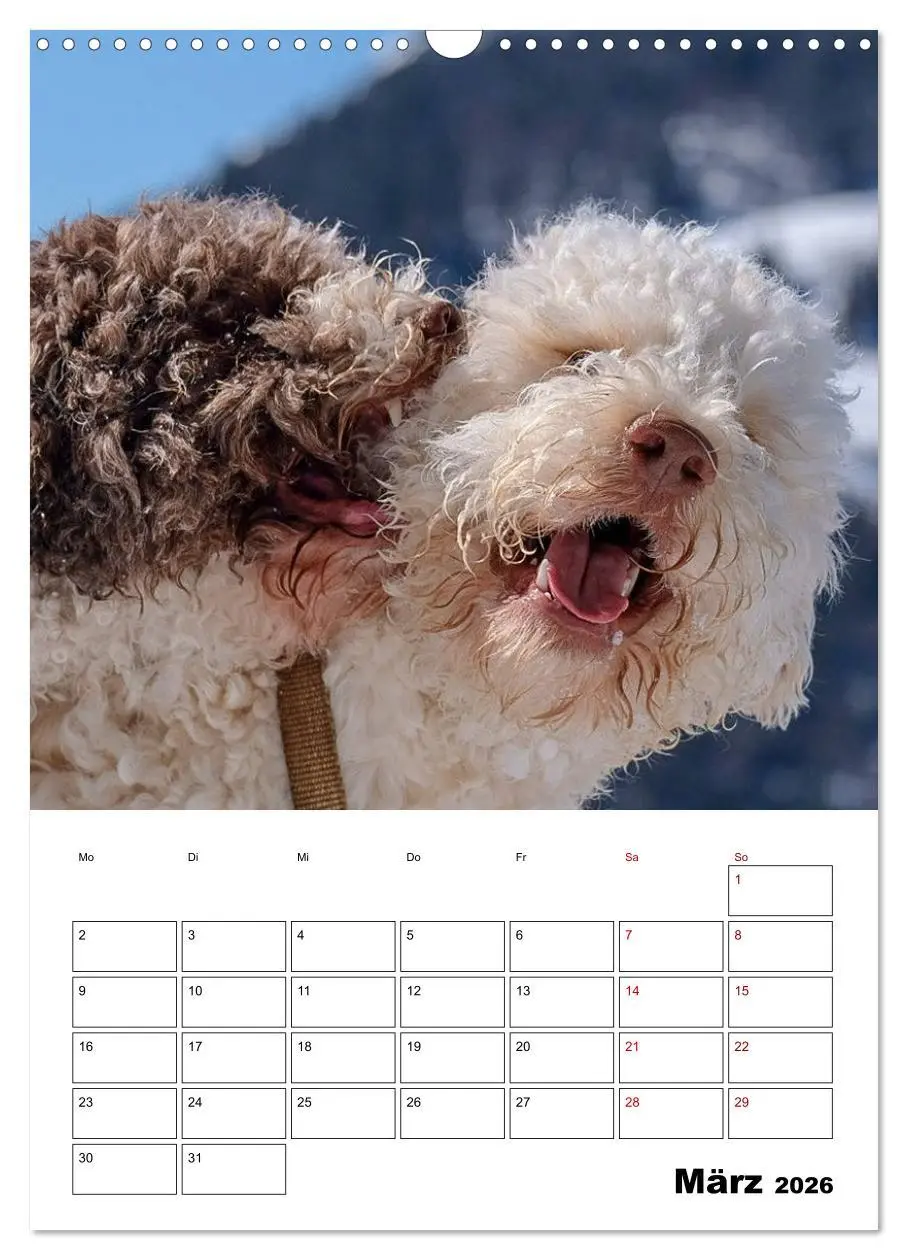 Bild: 9783516395167 | Lagotto Romagnolo - Lustige Zwerge (Wandkalender 2026 DIN A3 hoch),...