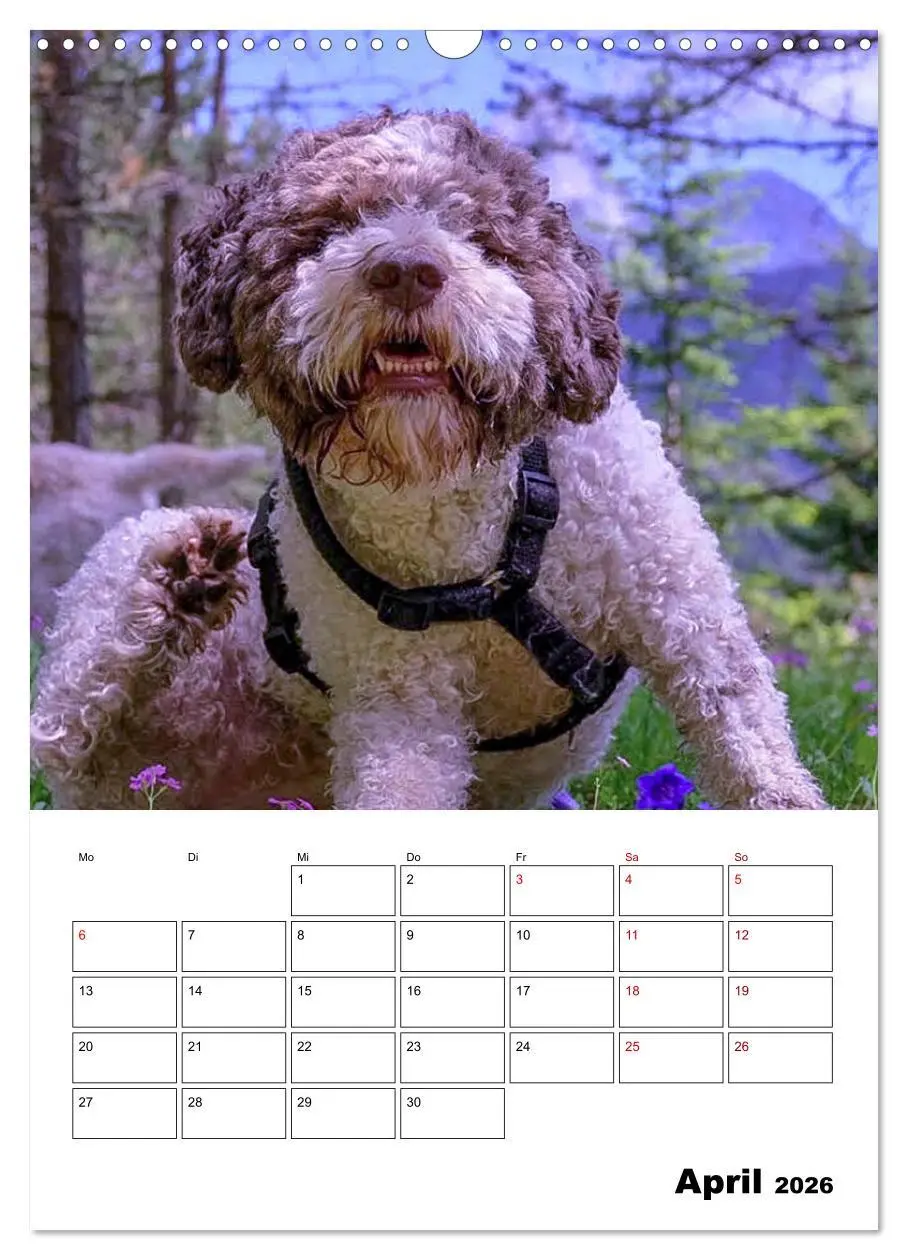 Bild: 9783516395167 | Lagotto Romagnolo - Lustige Zwerge (Wandkalender 2026 DIN A3 hoch),...