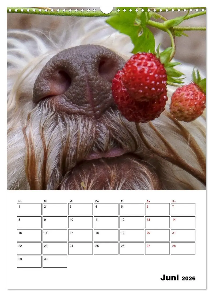 Bild: 9783516395167 | Lagotto Romagnolo - Lustige Zwerge (Wandkalender 2026 DIN A3 hoch),...