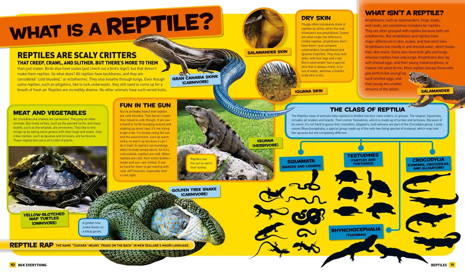Bild: 9781426325267 | National Geographic Kids Everything Reptiles | Blake Hoena | Buch