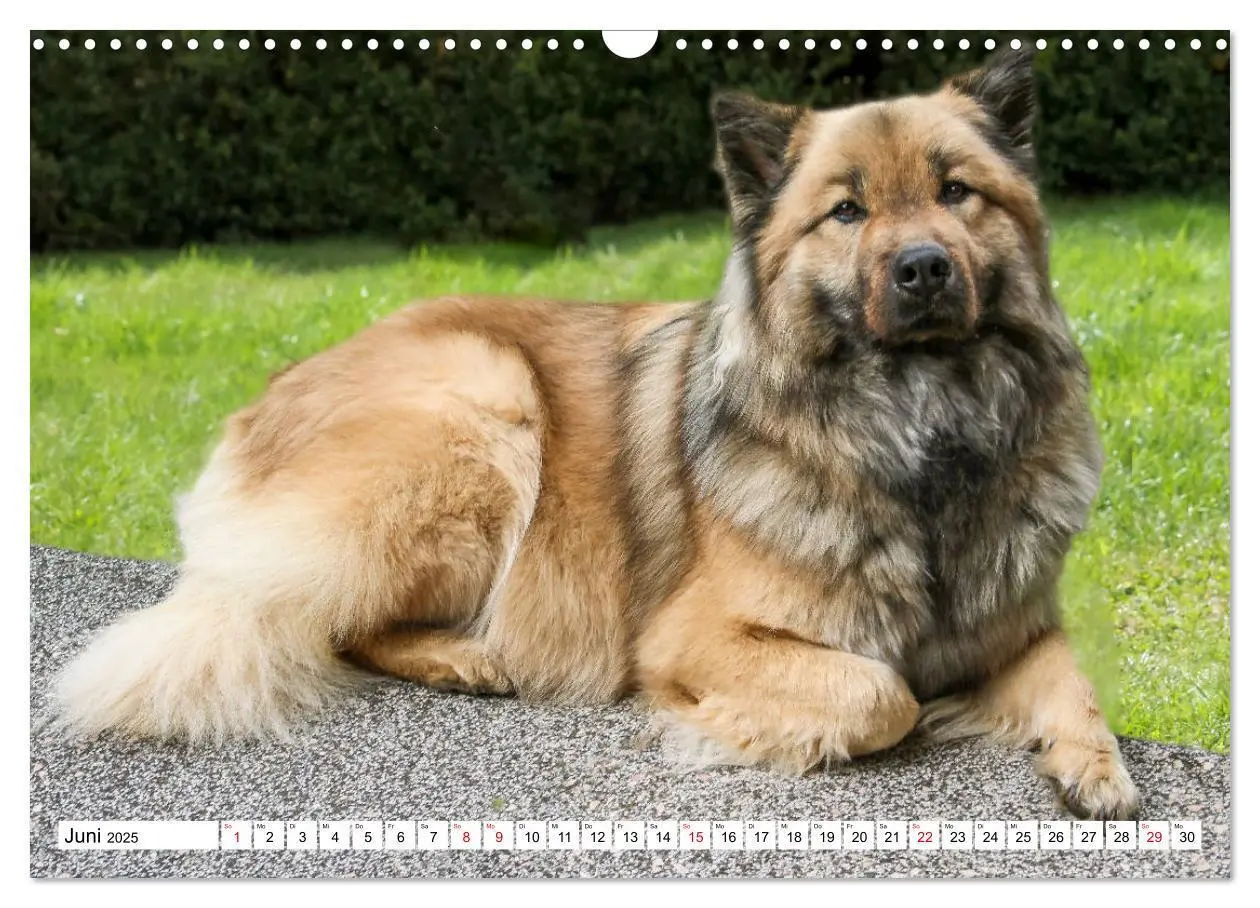 Bild: 9783435335367 | Eurasier, der Hund im Wolfspelz (Wandkalender 2025 DIN A3 quer),...