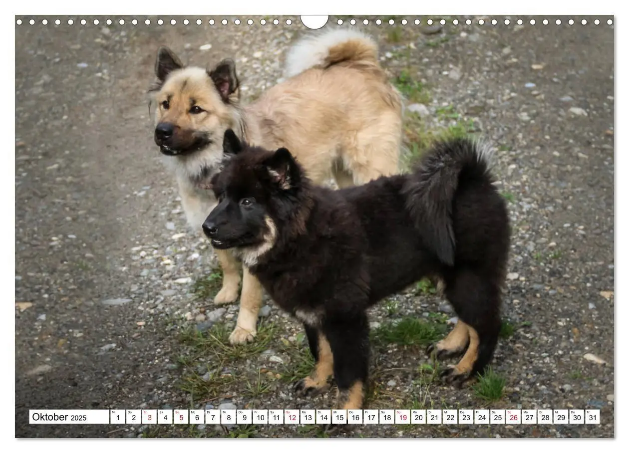 Bild: 9783435335367 | Eurasier, der Hund im Wolfspelz (Wandkalender 2025 DIN A3 quer),...