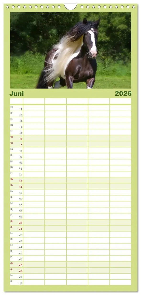 Bild: 9783516515367 | Familienplaner 2026 - Irish Tinker mit 5 Spalten (Wandkalender, 21...