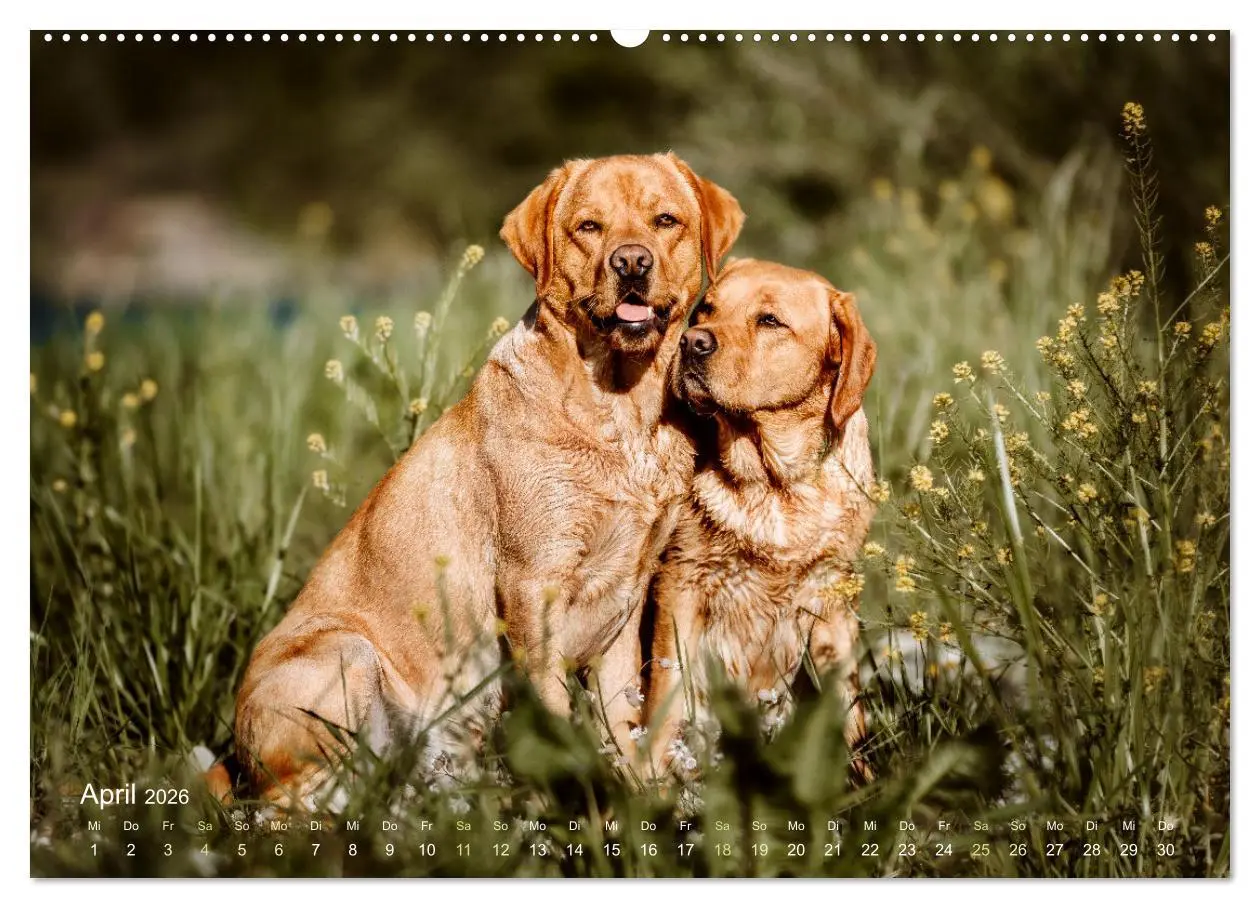 Bild: 9783457415467 | Verzauberung Labrador Retriever 2026 (hochwertiger Premium...