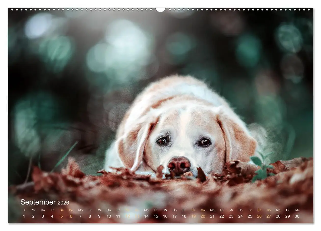 Bild: 9783457415467 | Verzauberung Labrador Retriever 2026 (hochwertiger Premium...