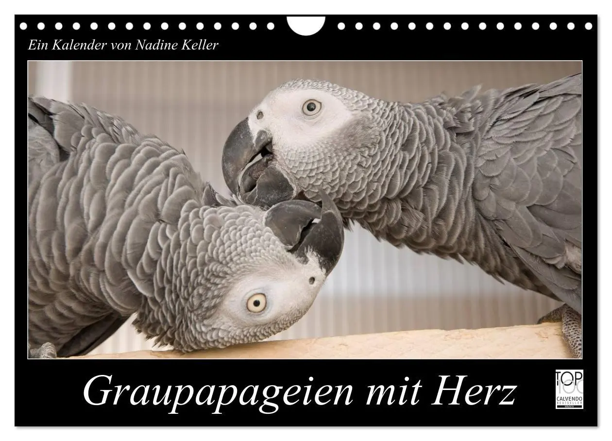 Cover: 9783516125467 | Graupapageien mit Herz (Wandkalender 2026 DIN A4 quer), CALVENDO...