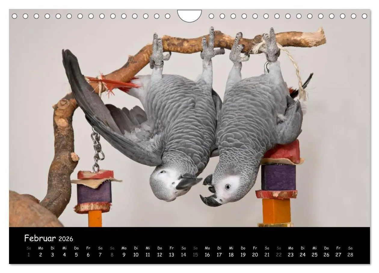 Bild: 9783516125467 | Graupapageien mit Herz (Wandkalender 2026 DIN A4 quer), CALVENDO...