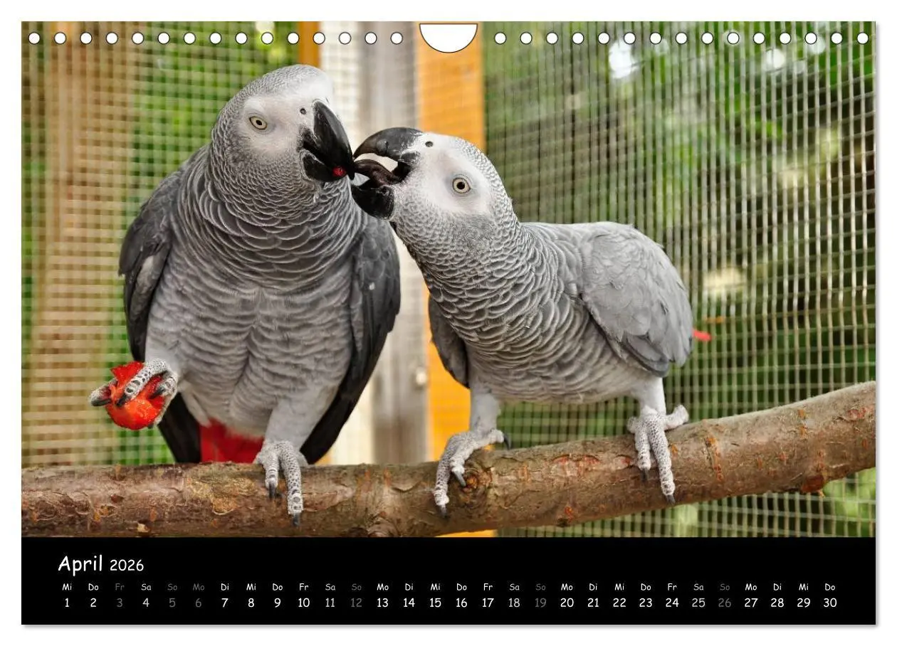 Bild: 9783516125467 | Graupapageien mit Herz (Wandkalender 2026 DIN A4 quer), CALVENDO...