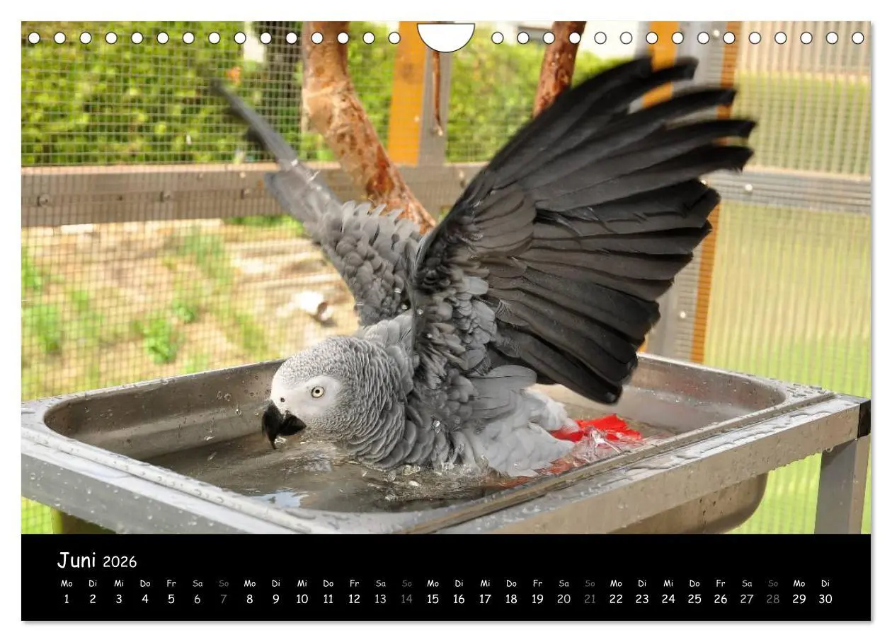 Bild: 9783516125467 | Graupapageien mit Herz (Wandkalender 2026 DIN A4 quer), CALVENDO...