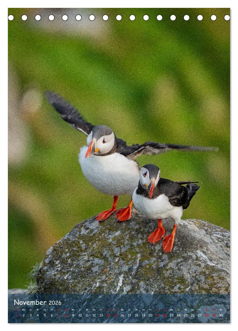 Bild: 9783516295467 | Naturerlebnis Puffin (Tischkalender 2026 DIN A5 hoch), CALVENDO...