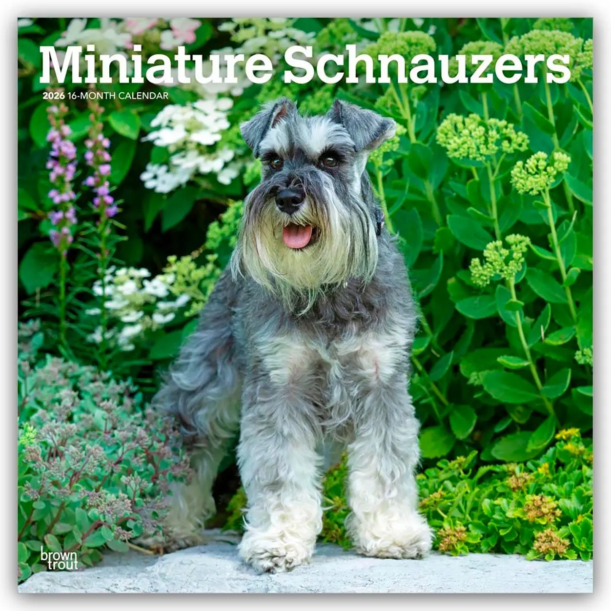 Cover: 9798330705467 | Miniature Schnauzers - Zwergschnauzer 2026 - 16-Monatskalender | 2026