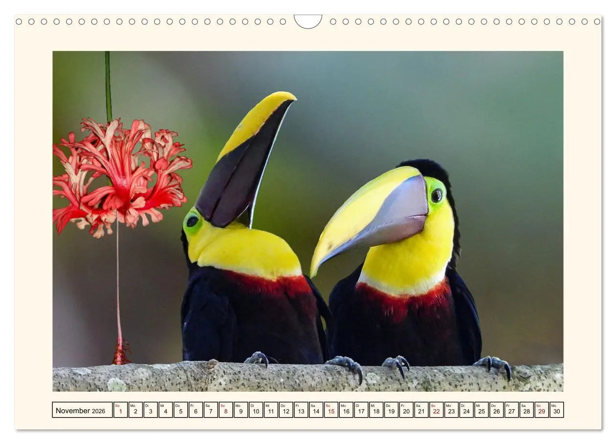 Bild: 9783457255667 | Tukane - Clowns im Dschungel (Wandkalender 2026 DIN A3 quer),...