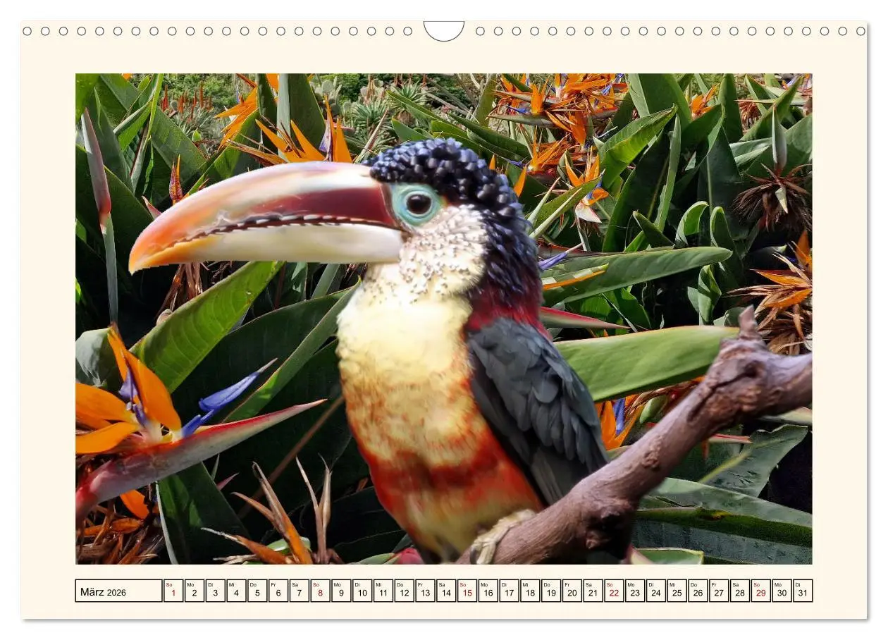 Bild: 9783457255667 | Tukane - Clowns im Dschungel (Wandkalender 2026 DIN A3 quer),...