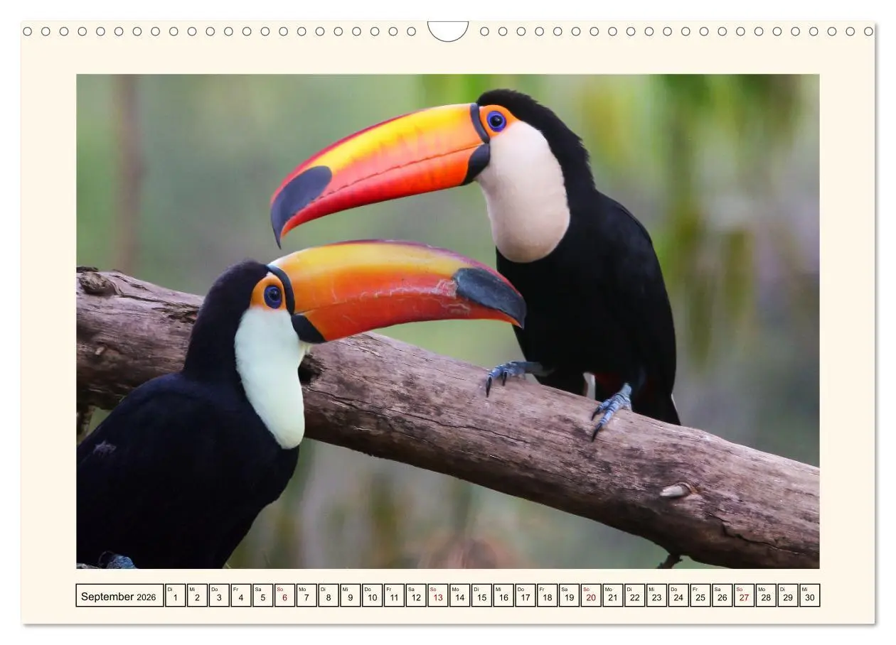 Bild: 9783457255667 | Tukane - Clowns im Dschungel (Wandkalender 2026 DIN A3 quer),...