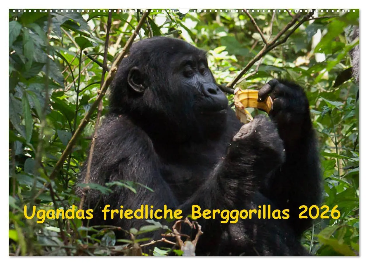 Cover: 9783457875667 | Ugandas friedliche Berggorillas (Wandkalender 2026 DIN A2 quer),...