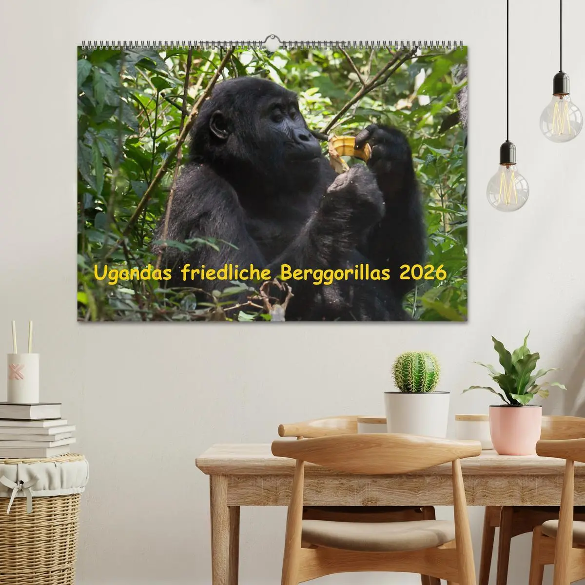 Bild: 9783457875667 | Ugandas friedliche Berggorillas (Wandkalender 2026 DIN A2 quer),...