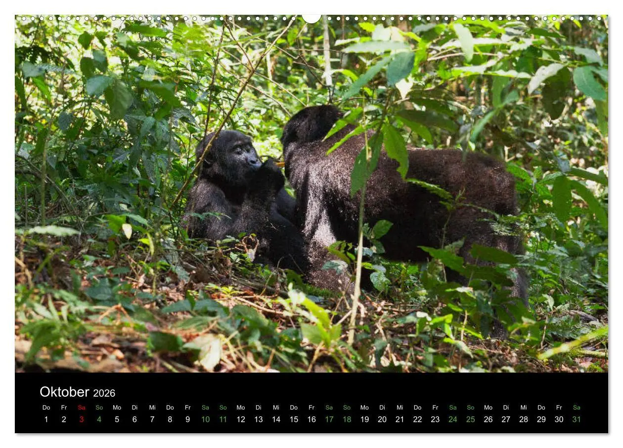 Bild: 9783457875667 | Ugandas friedliche Berggorillas (Wandkalender 2026 DIN A2 quer),...