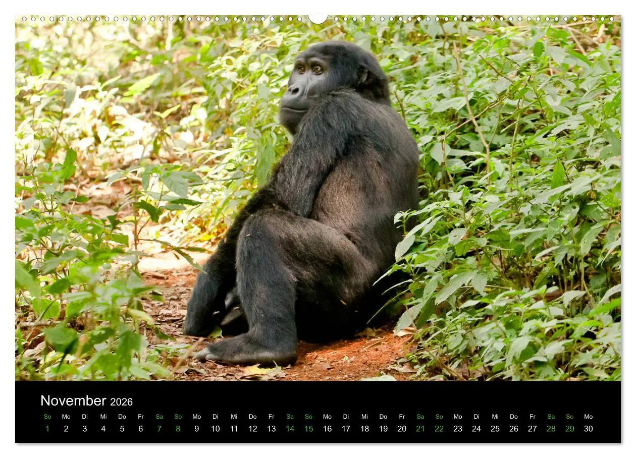 Bild: 9783457875667 | Ugandas friedliche Berggorillas (Wandkalender 2026 DIN A2 quer),...