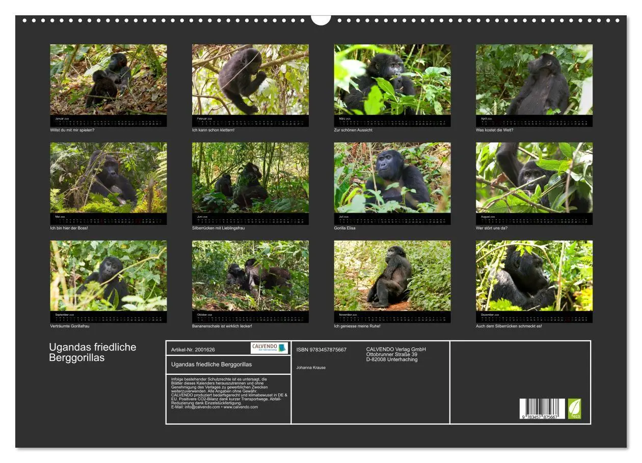 Bild: 9783457875667 | Ugandas friedliche Berggorillas (Wandkalender 2026 DIN A2 quer),...