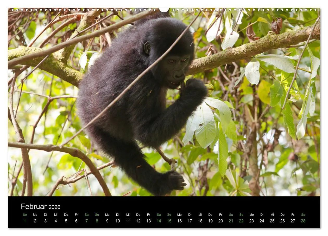 Bild: 9783457875667 | Ugandas friedliche Berggorillas (Wandkalender 2026 DIN A2 quer),...