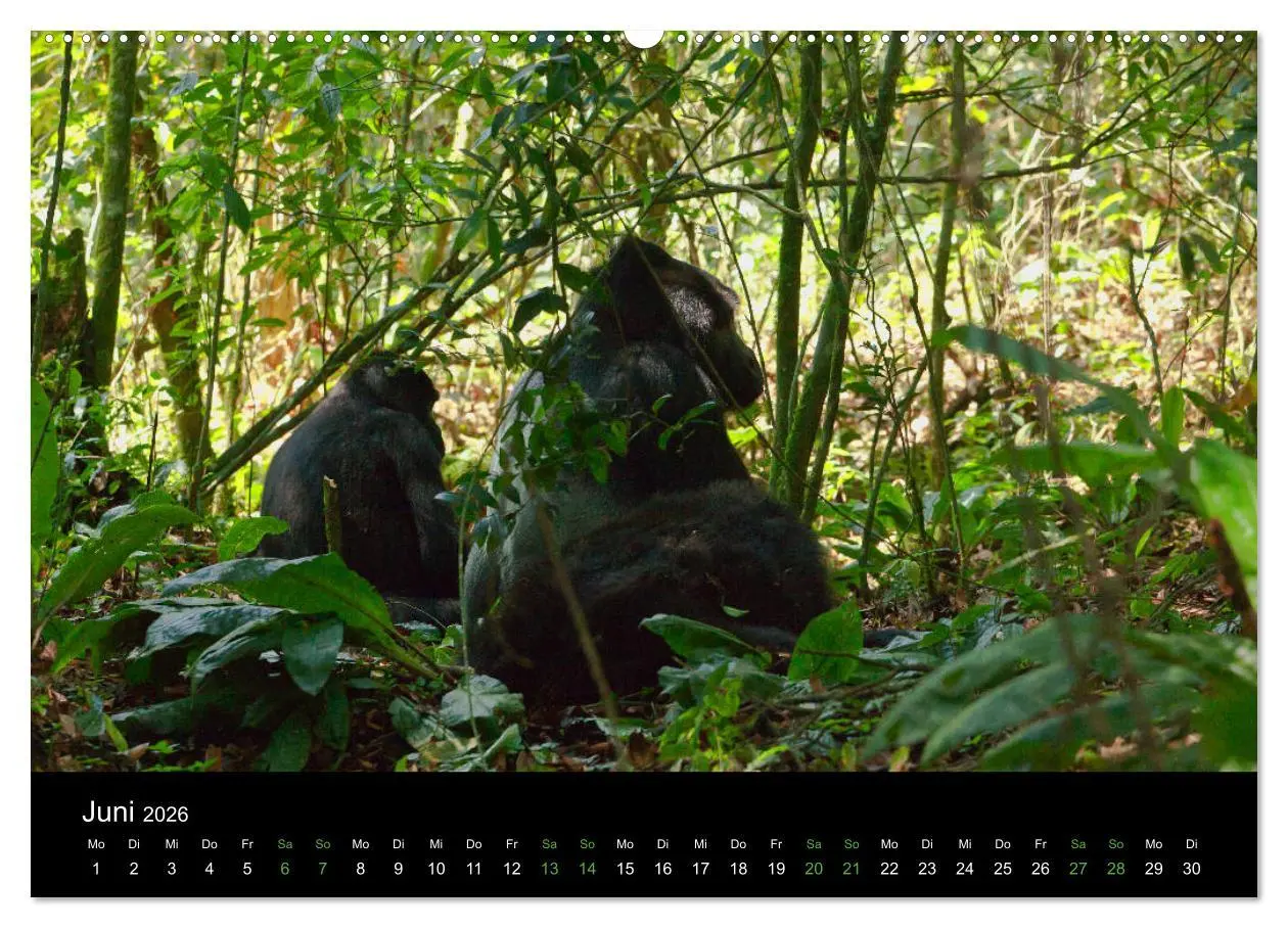 Bild: 9783457875667 | Ugandas friedliche Berggorillas (Wandkalender 2026 DIN A2 quer),...