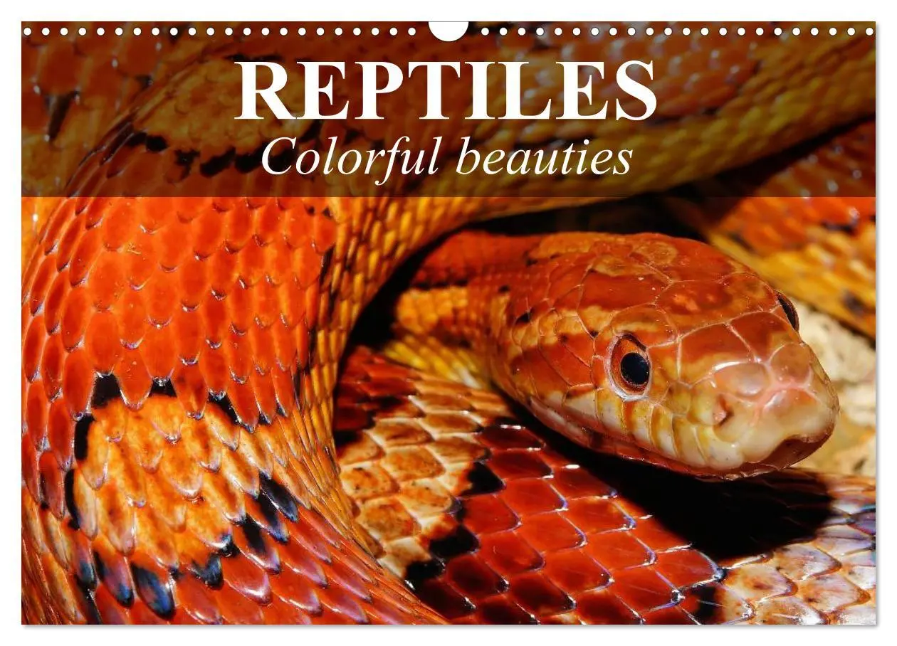 Cover: 9783516575767 | Reptiles Colorful beauties (Wall Calendar 2026 DIN A3 landscape),...