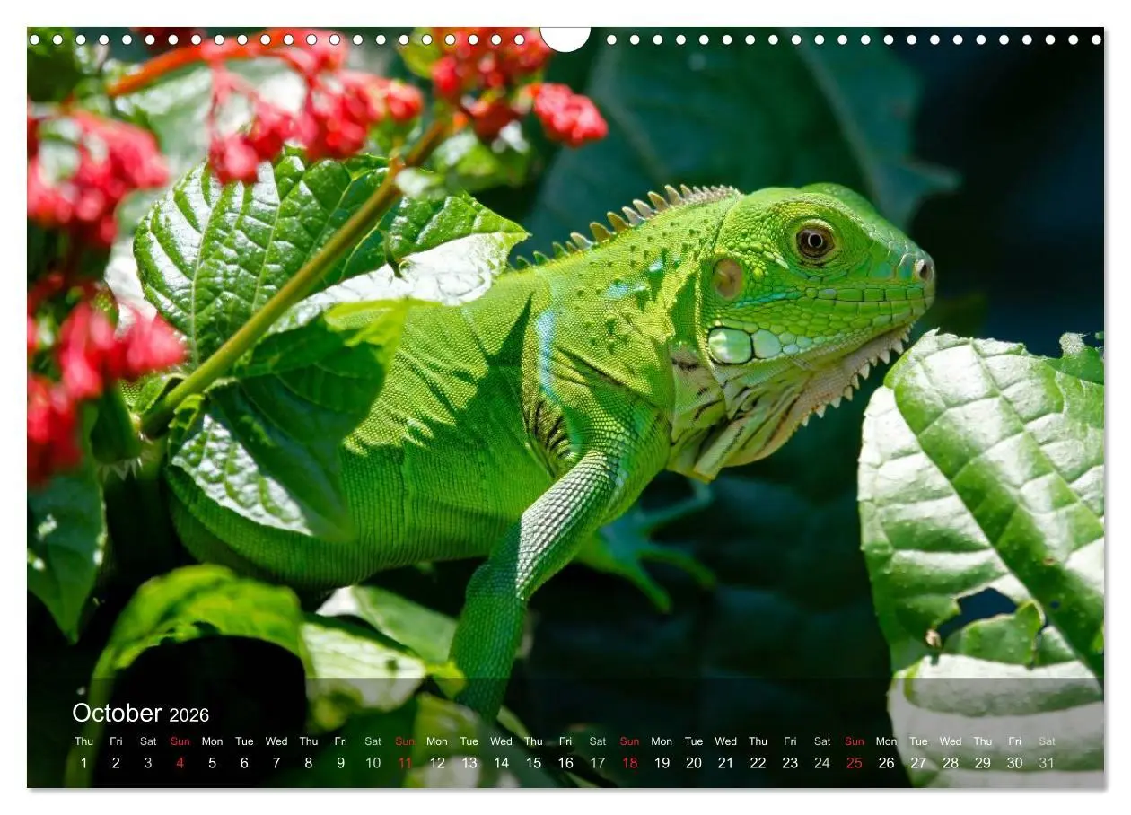 Bild: 9783516575767 | Reptiles Colorful beauties (Wall Calendar 2026 DIN A3 landscape),...