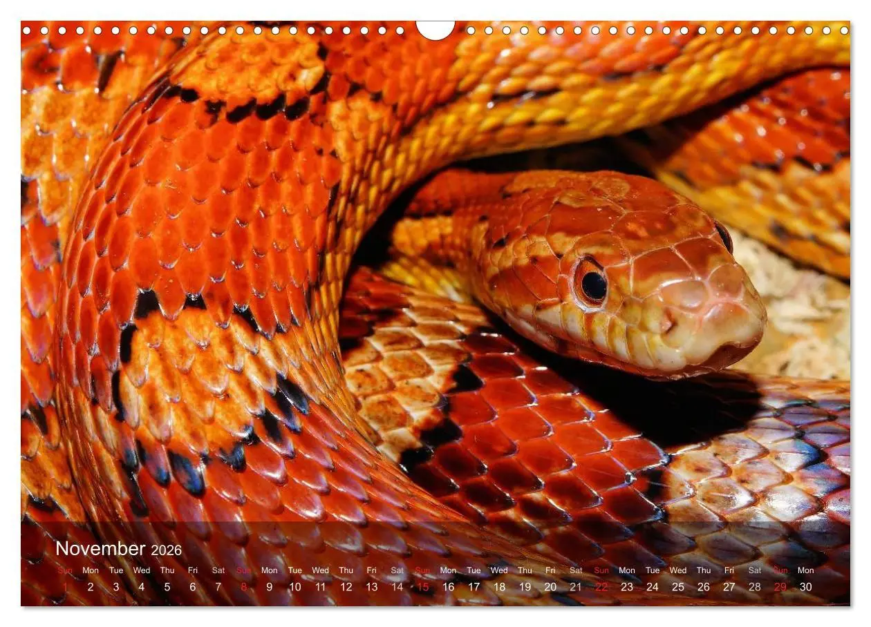 Bild: 9783516575767 | Reptiles Colorful beauties (Wall Calendar 2026 DIN A3 landscape),...