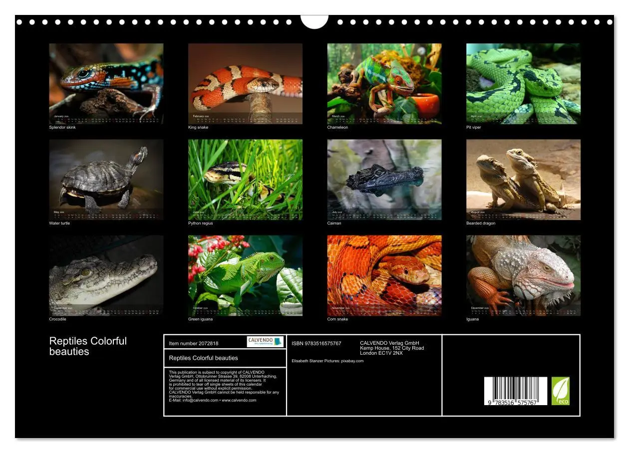 Bild: 9783516575767 | Reptiles Colorful beauties (Wall Calendar 2026 DIN A3 landscape),...